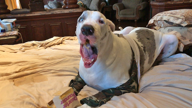 Great Dane Enjoys His Own Happy Meal