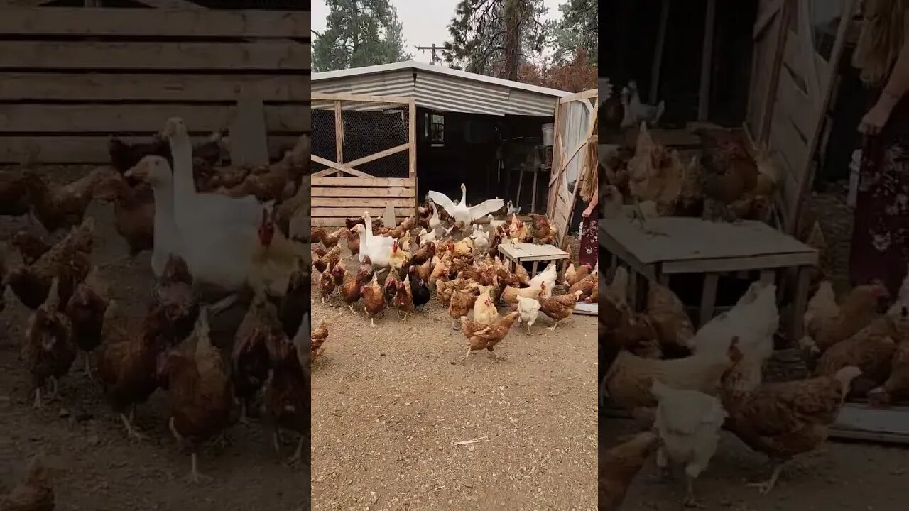 #chickens