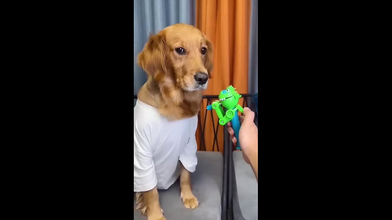 Dog : just because I am good-natured doesn't mean I want bite ! funny dog video