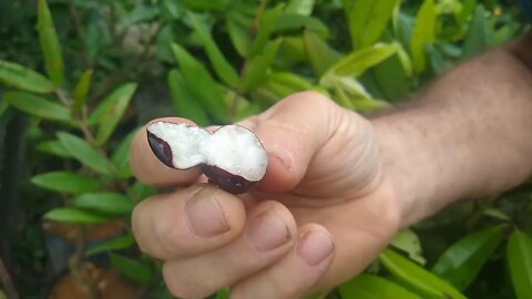 frutífera produzindo em vaso jabuticaba amarela cabeludinha Sabará híbrida gabiroba Cambucá...