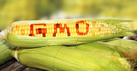 It's GMO Time...