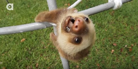 Baby Sloths Being Sloths