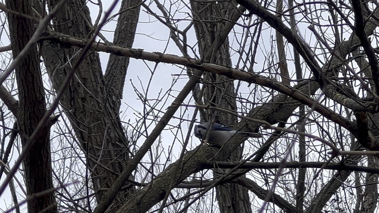 Blue Jay peanuts extraction 😊