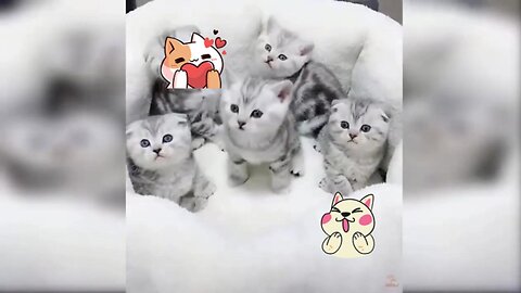 momen funny cats