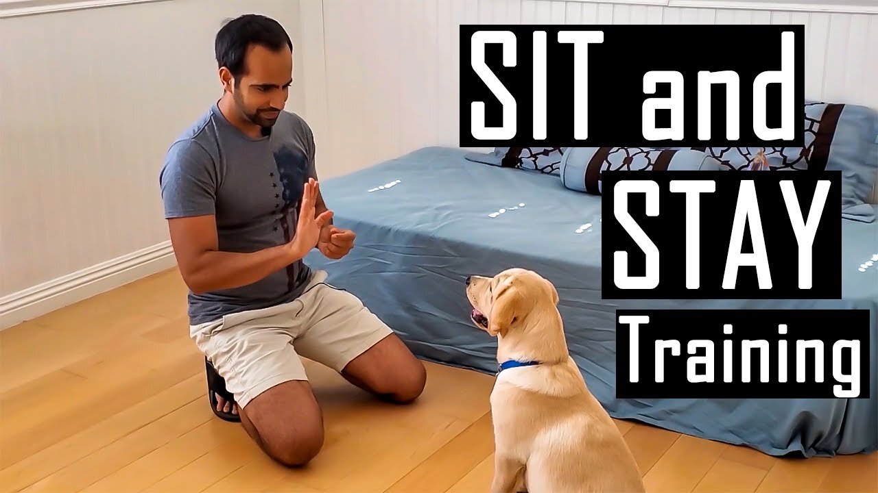 How to Train your Dog or Puppy to Sit and Stay How I Trained Buddy Easy Dog Training at Home