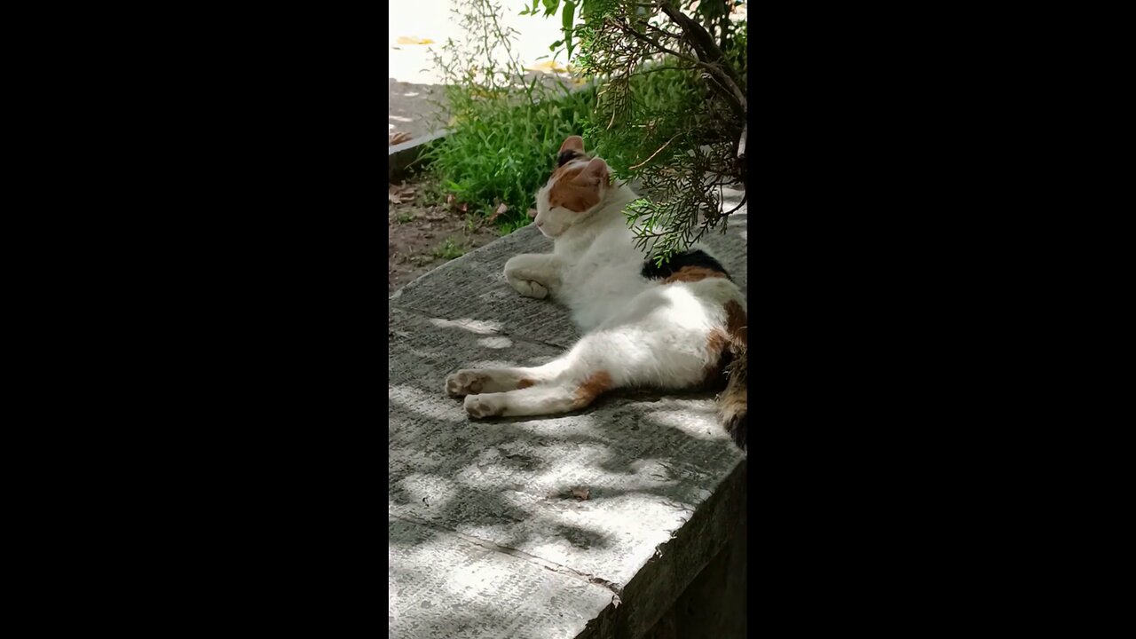 A cute and beautiful cat is resting