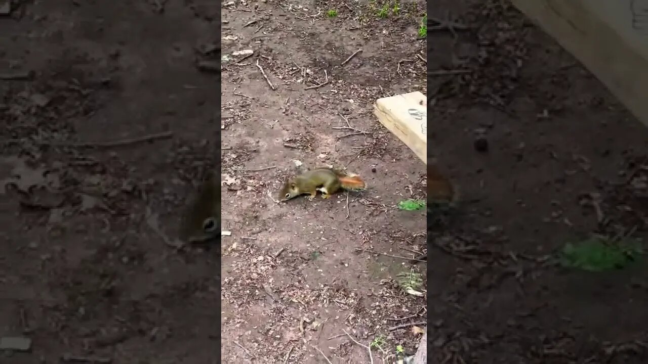 A cute relaxed squirrel