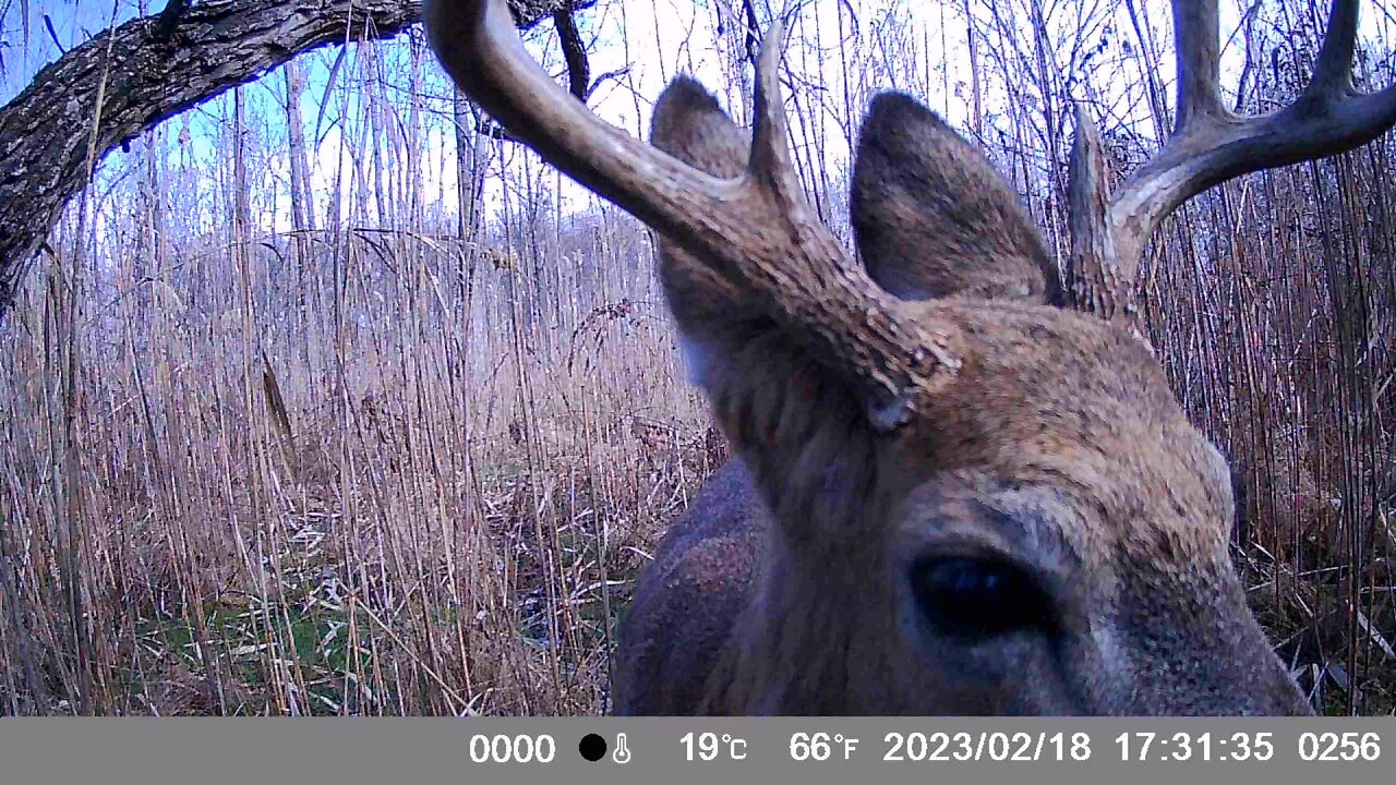 Trail Camera: Whitetail Buck Pees Next To My Camera 🤷‍♂️