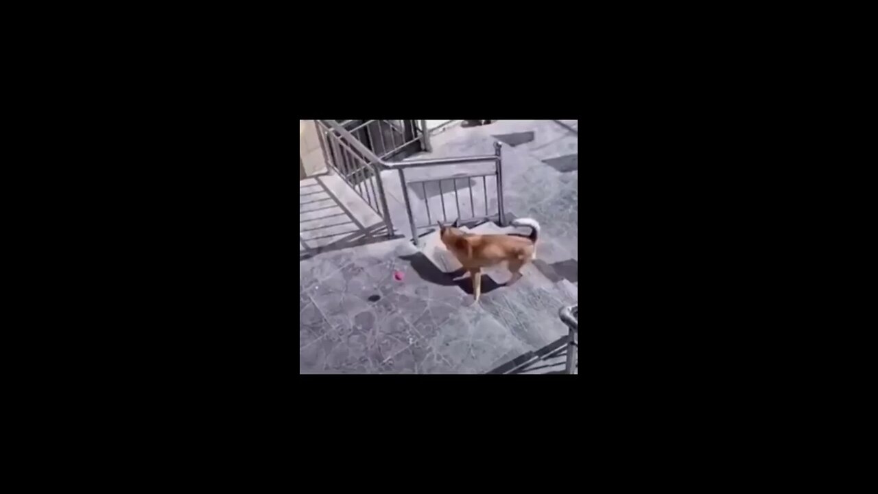 Funny animals