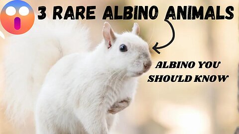 3 Rare Albino Animals in the world | You Don't Know