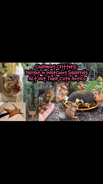 Charming Critters: Delight in Watching Squirrels Act Out Their Cute Antics