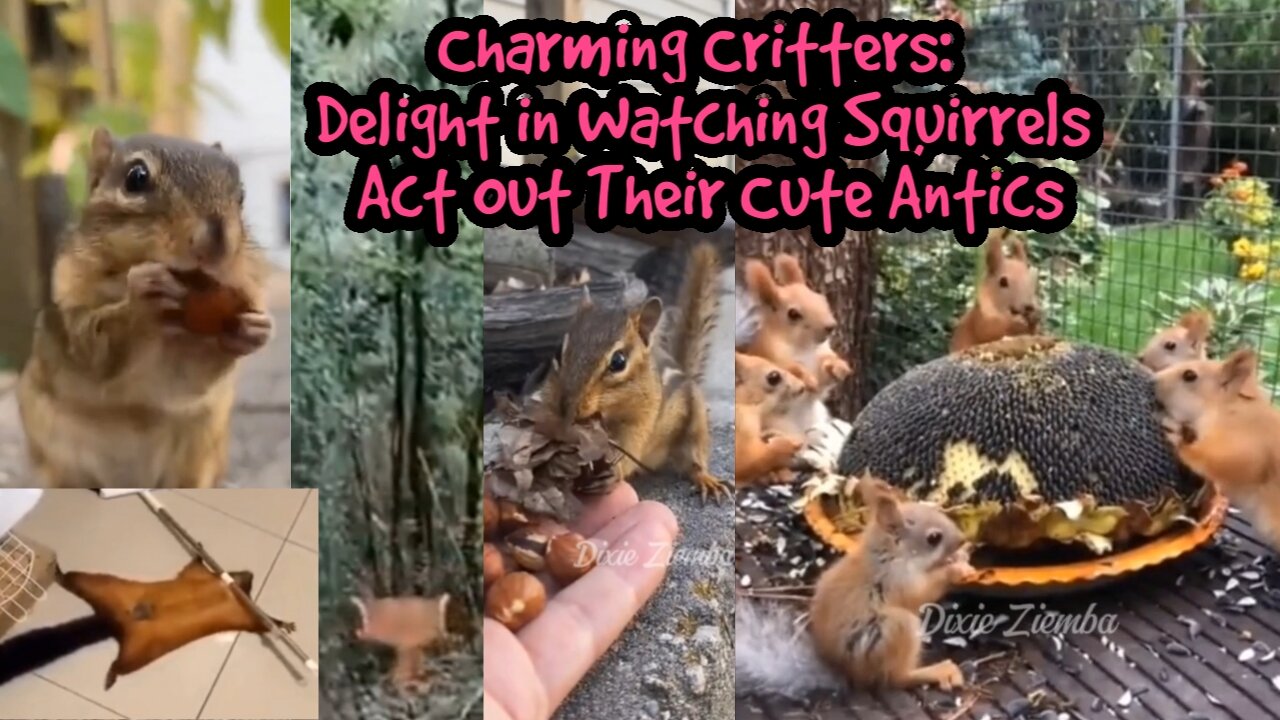 Charming Critters: Delight in Watching Squirrels Act Out Their Cute Antics