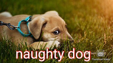 Naughty dog