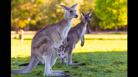 The Kangaroo is the World's Largest Hopping Animal