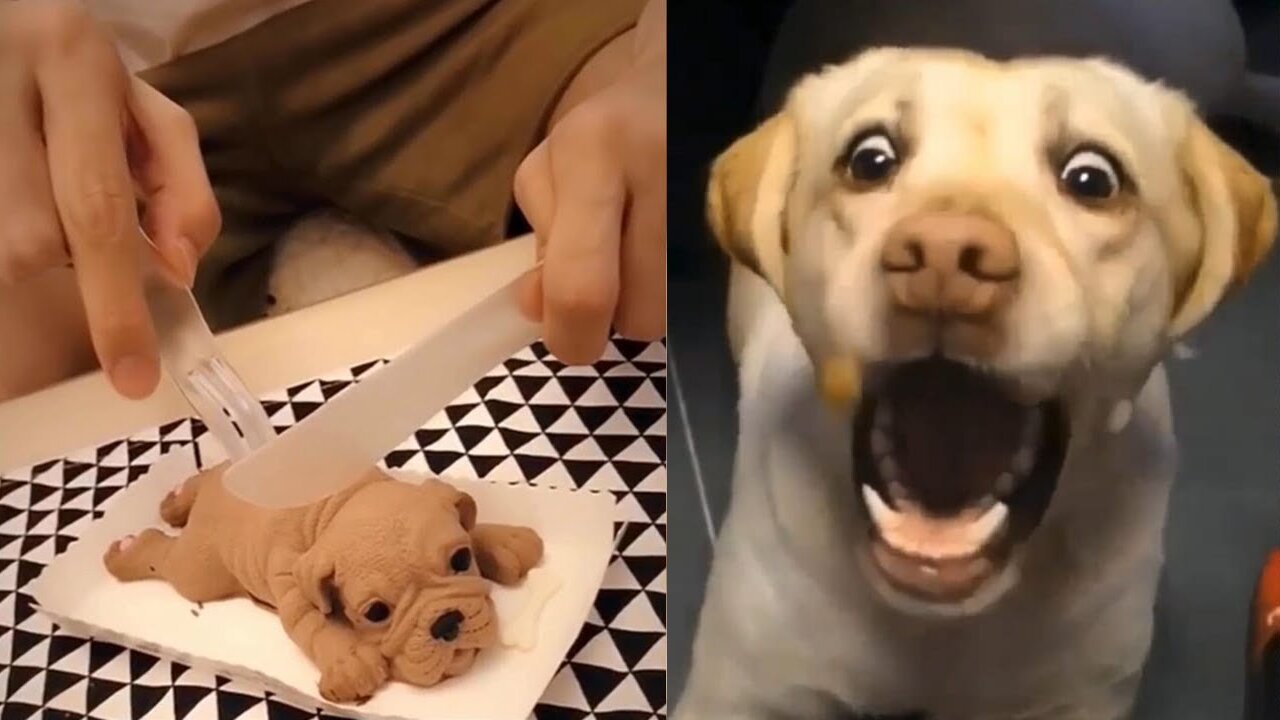 Funny Dog Cake Reaction