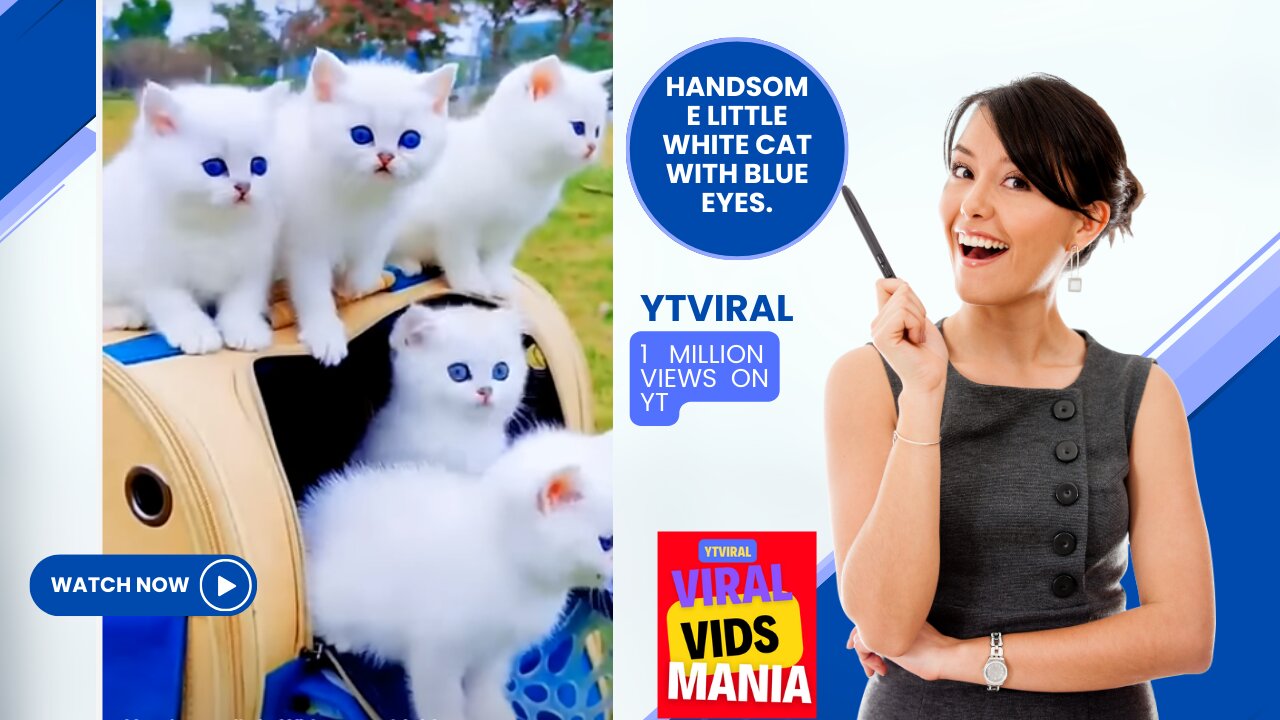 The Most Adorable White Cats with Blue Eyes You've Ever Seen!