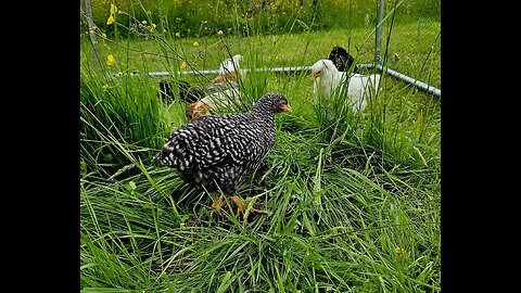 Fuzz Nuggets explore the jungle... I mean yard
