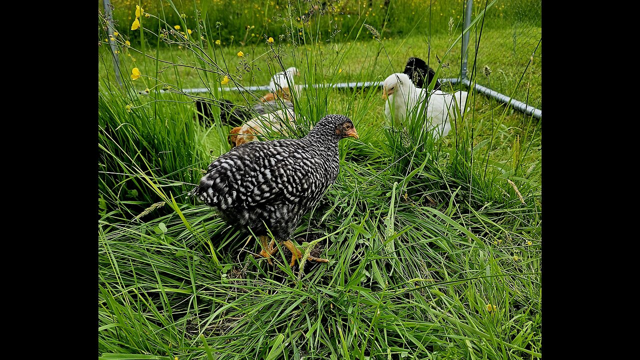 Fuzz Nuggets explore the jungle... I mean yard