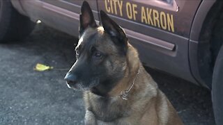 Teen admits to involvement in rash of armed robberies in Akron after K-9 chases him down, police say