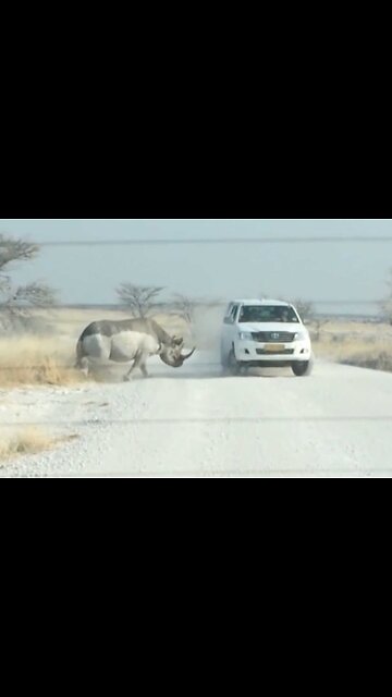 Animal attack on human's compilation