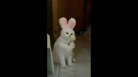 The Easter Kitty
