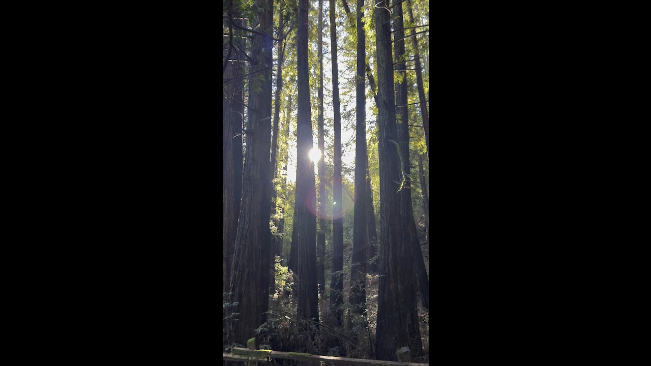 Sun Thru Redwoods