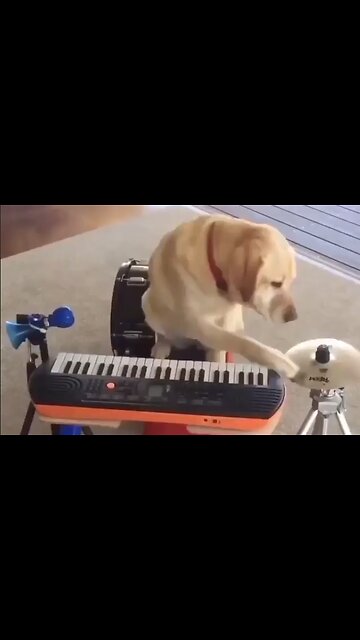 He's A One Dog Band - HaloPets