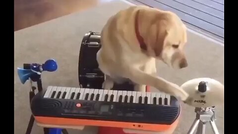 He's A One Dog Band - HaloPets