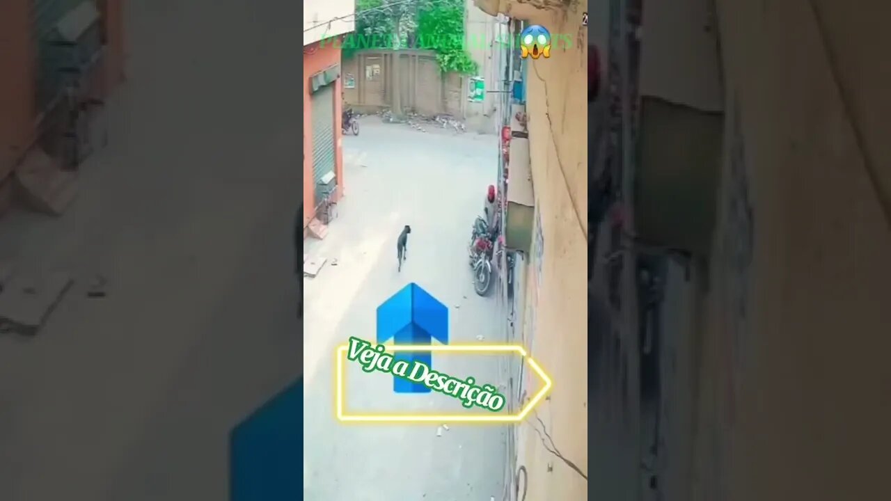 CACHORRO ATACA MOTOCICLISTA #shorts #planetaanimalshorts #animals