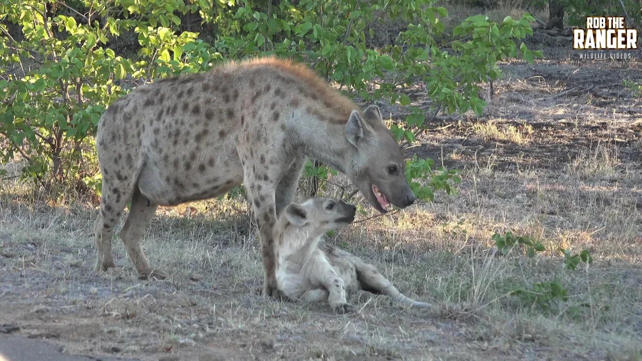 Hyena Den Under The Road | Kruger National Park