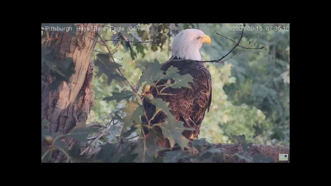 Hays Eagles Mom and Dad arranging sticks in the nest 2021 09 15 658AM