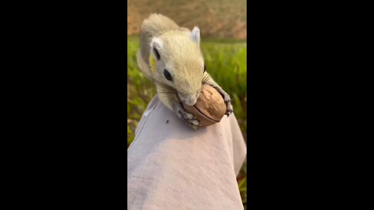 Squirrel_is_love with nut