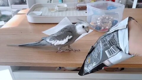 Hilarious Cockatiel Comedy: Cute Bird's Funniest Moments Caught on Camera!