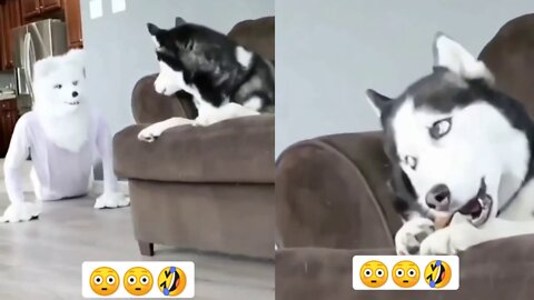 😆😂poor husky got pranked by owner😆😂