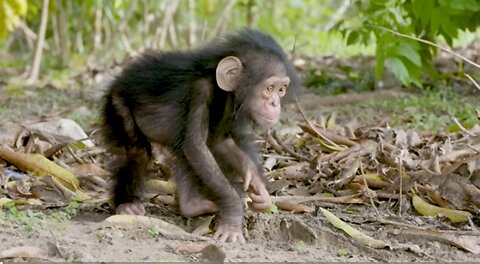 NASA Joins Jane Goodall to Conserve Chimpanzee Habitats