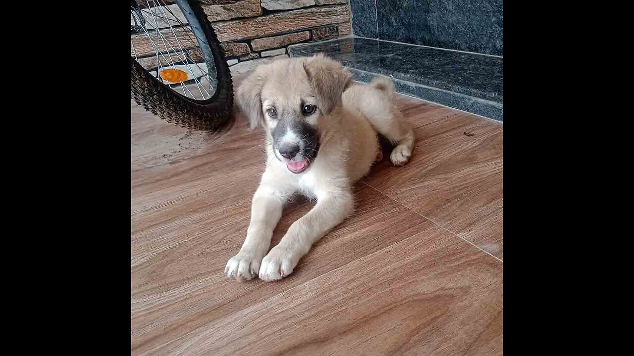 Dog Playing at home