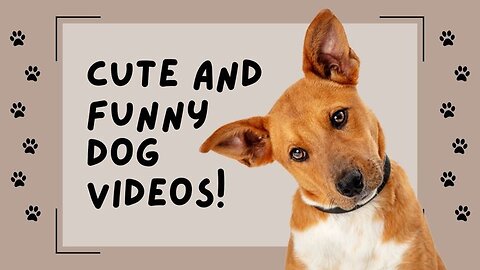 Baby Dogs Cute and Funny Dog Videos | Funny Puppy Videos 2023