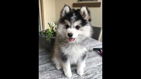 Best 😍 Bowtie Pomsky love ❤ | Pets, Puppies ❤