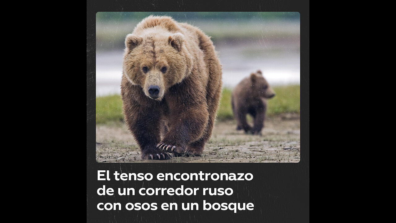 Un joven ruso vive tiene un pavoroso encuentro con osos en un bosque