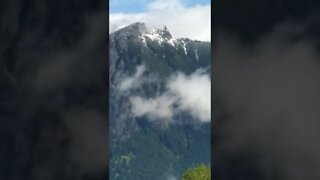 Mt Si, Washington. A Herd of Elk: May 19.2020