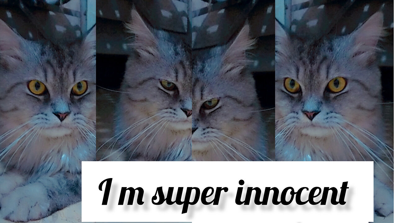 Super cute innocent cat #cat #video #funny