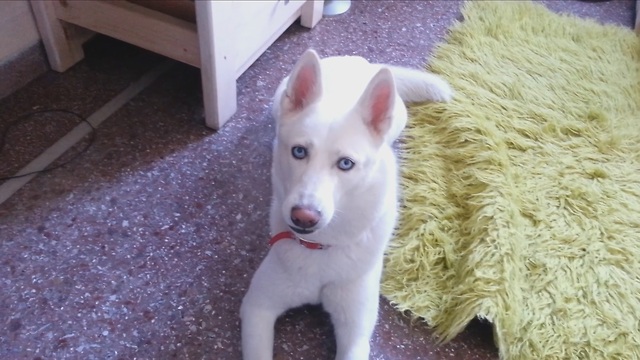 Sympathetic Husky Howling to support his Home Alone fellow