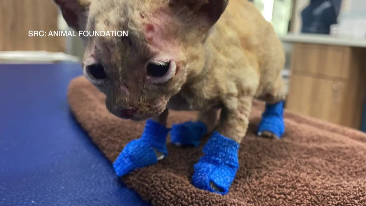 Las Vegas Animal Foundation gives update on cat found from dumpster fire