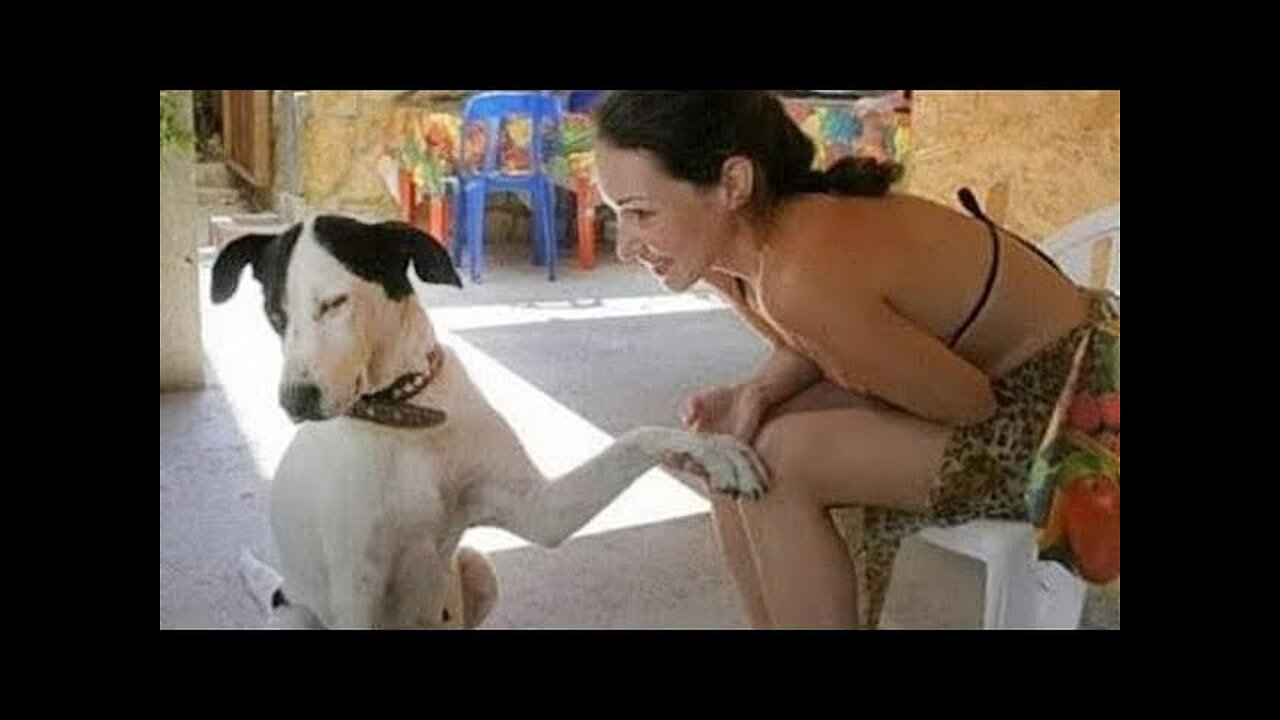 WORLD BEST FUNNIEST🤣 Dog vs men 🤣 funny video> Don't Try Laughing 🤣 clips