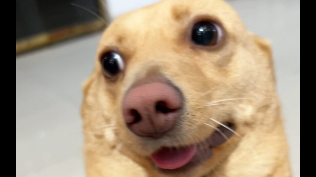 This dog... made me laugh all day and all night.
