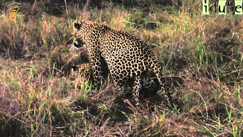 WILDlife: Twilight Leopards Pairing