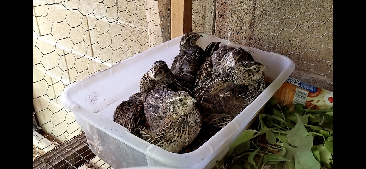 What Your Quail Need For Arizona Summers!