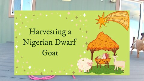 Harvesting a Nigerian Dwarf Goat