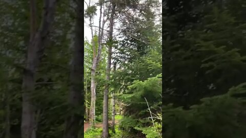 Lots of green in the forest