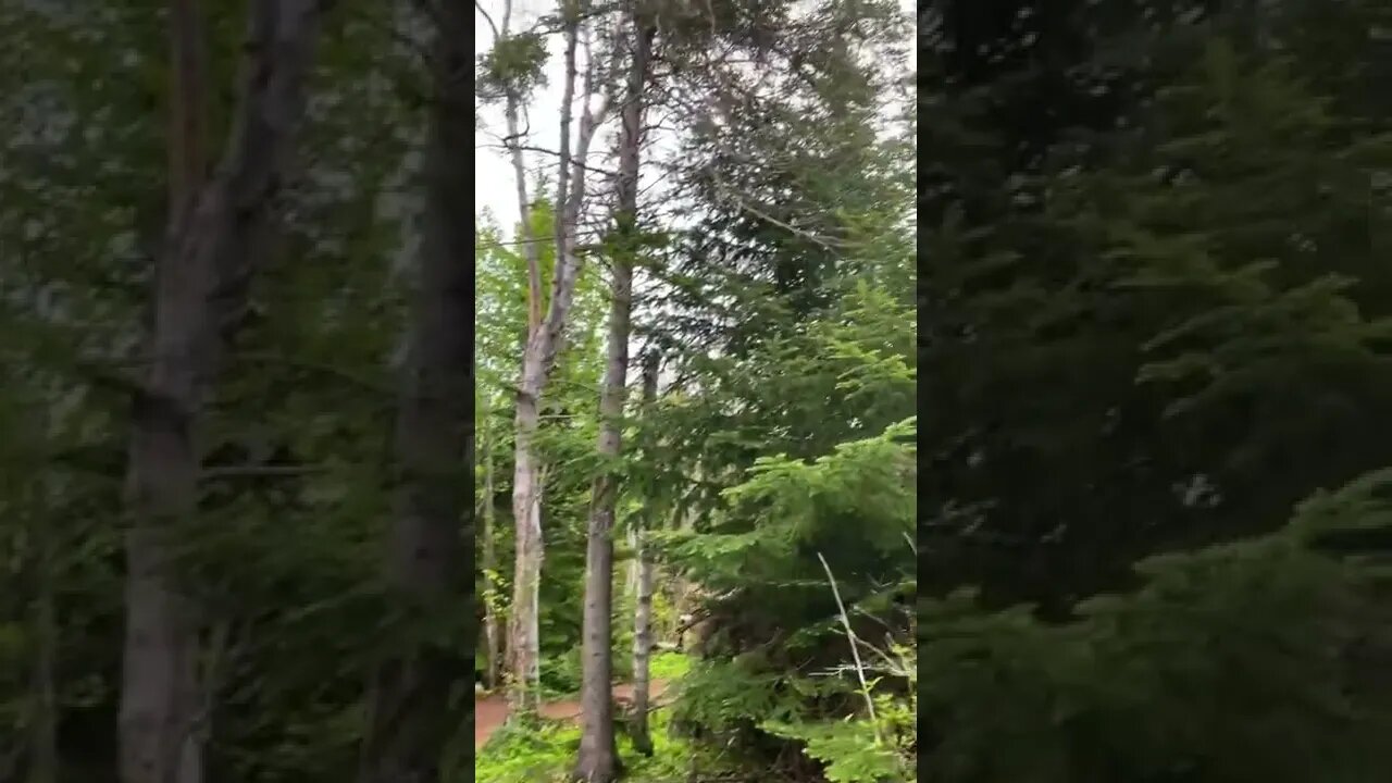 Lots of green in the forest